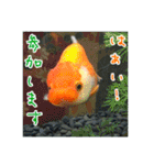 kingyokingyokingyo（個別スタンプ：16）