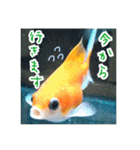 kingyokingyokingyo（個別スタンプ：17）