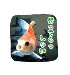 kingyokingyokingyo（個別スタンプ：18）