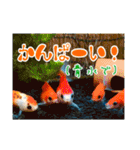 kingyokingyokingyo（個別スタンプ：19）
