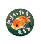 kingyokingyokingyo（個別スタンプ：21）
