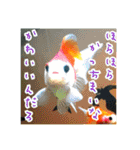 kingyokingyokingyo（個別スタンプ：23）