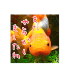 kingyokingyokingyo（個別スタンプ：24）