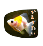 kingyokingyokingyo（個別スタンプ：31）
