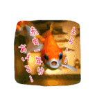 kingyokingyokingyo（個別スタンプ：35）