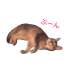 ぺちとうり（個別スタンプ：1）