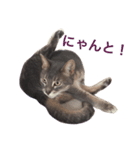 ぺちとうり（個別スタンプ：3）