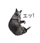 ぺちとうり（個別スタンプ：6）