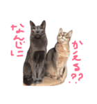 ぺちとうり（個別スタンプ：8）