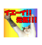 たのしいねこ4ひき（個別スタンプ：6）