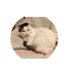 tiny cutie cat（個別スタンプ：1）