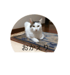 tiny cutie cat（個別スタンプ：5）