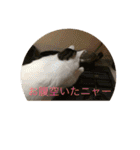 tiny cutie cat（個別スタンプ：6）