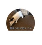 tiny cutie cat（個別スタンプ：9）