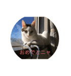 tiny cutie cat（個別スタンプ：12）