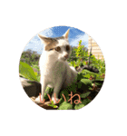 tiny cutie cat（個別スタンプ：13）