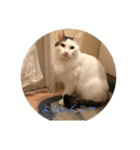 tiny cutie cat（個別スタンプ：15）