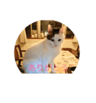 tiny cutie cat（個別スタンプ：17）