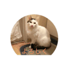 tiny cutie cat（個別スタンプ：19）
