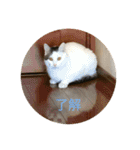 tiny cutie cat（個別スタンプ：20）