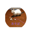 tiny cutie cat（個別スタンプ：22）