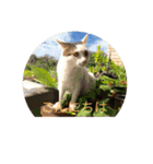tiny cutie cat（個別スタンプ：23）
