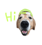 LEO : THE CHUBBY GOLDEN RETRIEVER（個別スタンプ：1）