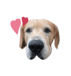 LEO : THE CHUBBY GOLDEN RETRIEVER（個別スタンプ：2）