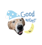 LEO : THE CHUBBY GOLDEN RETRIEVER（個別スタンプ：4）