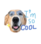 LEO : THE CHUBBY GOLDEN RETRIEVER（個別スタンプ：5）