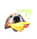 LEO : THE CHUBBY GOLDEN RETRIEVER（個別スタンプ：6）