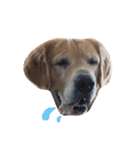 LEO : THE CHUBBY GOLDEN RETRIEVER（個別スタンプ：7）