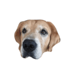 LEO : THE CHUBBY GOLDEN RETRIEVER（個別スタンプ：9）