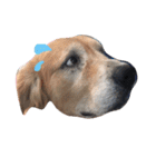 LEO : THE CHUBBY GOLDEN RETRIEVER（個別スタンプ：10）