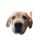 LEO : THE CHUBBY GOLDEN RETRIEVER（個別スタンプ：11）