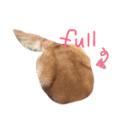 LEO : THE CHUBBY GOLDEN RETRIEVER（個別スタンプ：12）