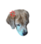 LEO : THE CHUBBY GOLDEN RETRIEVER（個別スタンプ：13）