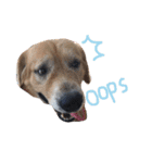 LEO : THE CHUBBY GOLDEN RETRIEVER（個別スタンプ：14）