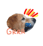 LEO : THE CHUBBY GOLDEN RETRIEVER（個別スタンプ：15）