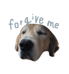 LEO : THE CHUBBY GOLDEN RETRIEVER（個別スタンプ：16）