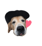 LEO : THE CHUBBY GOLDEN RETRIEVER（個別スタンプ：17）