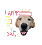 LEO : THE CHUBBY GOLDEN RETRIEVER（個別スタンプ：22）