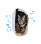 cats of my family（個別スタンプ：6）