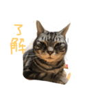 cats of my family（個別スタンプ：7）