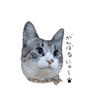 猫のマオマオちゃん（個別スタンプ：16）