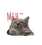 monkey meow meow（個別スタンプ：1）