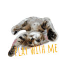 monkey meow meow（個別スタンプ：3）
