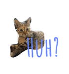 monkey meow meow（個別スタンプ：4）