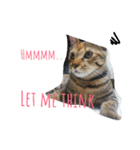 monkey meow meow（個別スタンプ：6）