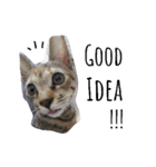 monkey meow meow（個別スタンプ：7）